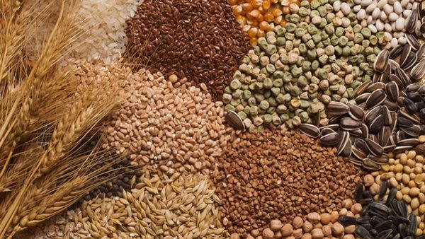 إنتاج الحبوب