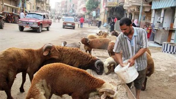 زرايب المواشي - أرشيفية