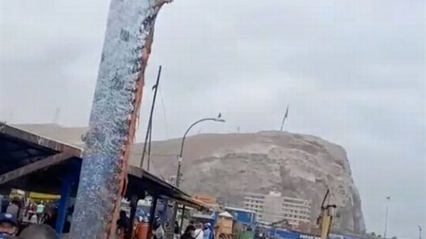 سمكة طولها 5 أمتار