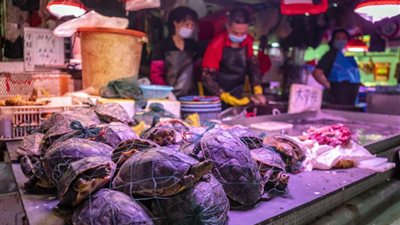 هلع جديد في ووهان الصينية.. اكتشاف بكتيريا مسببة للكوليرا بسلاحف داخل سوق للأغذية