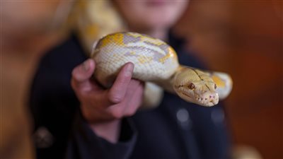 بعد تحطيم الرقم القياسي في ارتفاع درجات الحرارة.. تحذير للبريطانيين من تفشي الثعابين بالشوارع