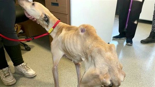 كلب يأكل نفسه 