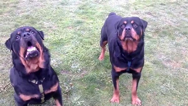 تربية الكلاب- أرشيفية