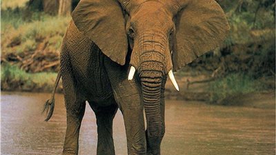 الأفيال اليتيمة تٌصاب باضطراب ما بعد الصدمة |دراسة 