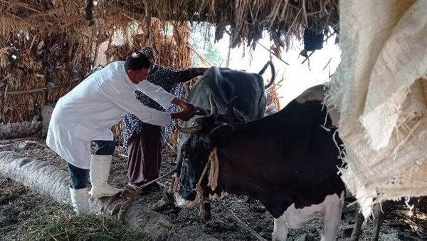 تحصين المواشي 