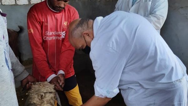 تحصين المواشي