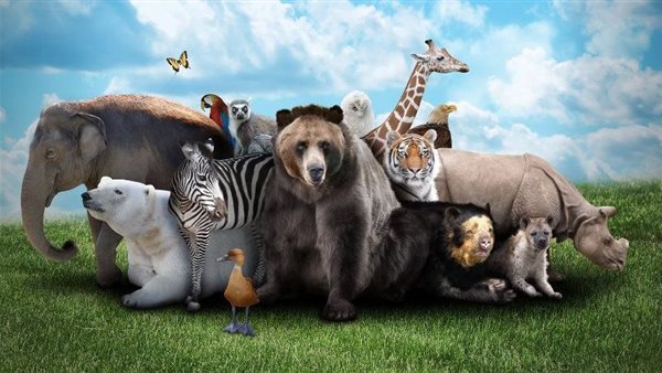 صور حيوانات