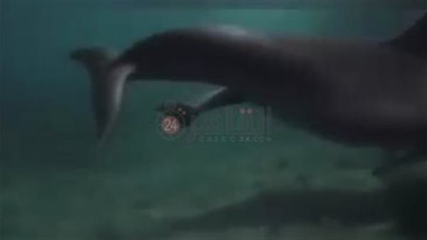 لحظة ولادة دولفين