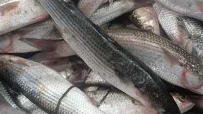 تعرف على سعر الأسماك اليوم الأحد 16-10-2022 بالأسواق المصرية 