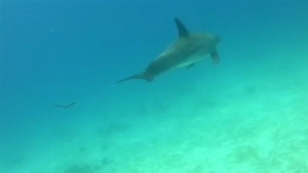 دولفين يستغيث من