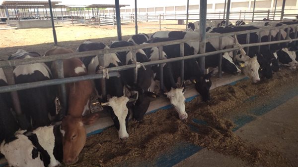 أسعار المواشي