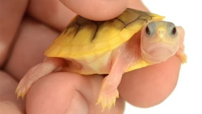 بعد تسببها في الإصابة بالكوليرا.. الولايات المتحدة ترصد سلاحف تحمل السالمونيلا