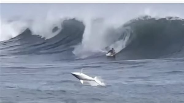 سمكة القرش تقفز أمام