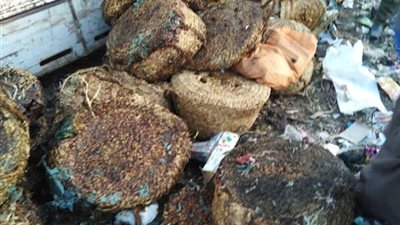 بلح بالحشرات .. إعدام 7 طن عجوة فاسدة في الغربية (صور)