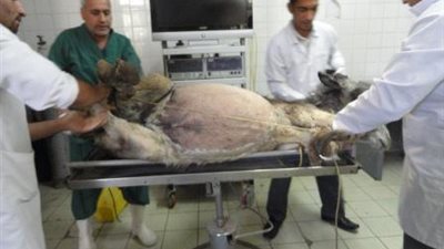 لأول مرة.. “البيطريين” توثق كافة المنشآت البيطرية على أرض مصر