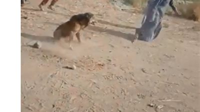 تعرف على حقيقة ظهور أسد بقرية المعابدة بأسيوط (صورة)