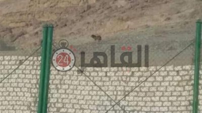 ظهور أسد بإحدى قرى أسيوط يثير ذعر المواطنين (صور)
