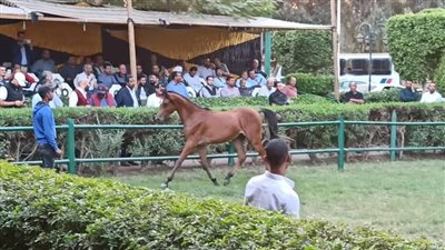 “الزراعة”: تصدير 102 من الخيول المصرية منذ رفع الحظر