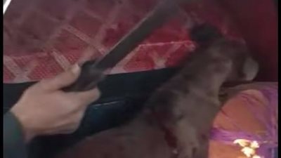 “بالساطور”.. تفاصيل قتل كلب بالمطرية بعد تعذيبه بشكل وحشي (صور)