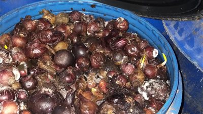 خلال حملاتها الدورية على الأسواق.. الصحة: إعدام 498 طن أغذية فاسدة بالبحيرة في 4 أيام