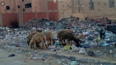 مدير الطب البيطري بالمنيا يحذر من تناول لحوم الأغنام التي يتم رعيها على القمامة