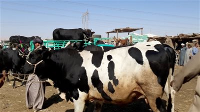  14 إجراءً للمواجهة.. “الزراعة”: تدابير عاجلة لحماية الإنتاج الحيواني من الظروف الجوية