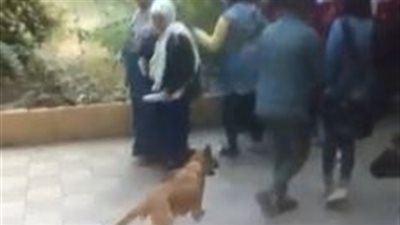 كلب يعقر مدرسًا أمام لجنة امتحانات الثانوية بالشرقية بعد محاولته الدفاع عن الطالبات