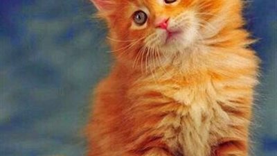 أول تعليق من الطب البيطري بالقاهرة على واقعة تسميم قطط نادي الجزيرة 