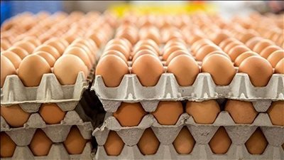 قفزة كبيرة في أسعار البيض.. تعرف على سعر الكرتونة في وزارة الزراعة