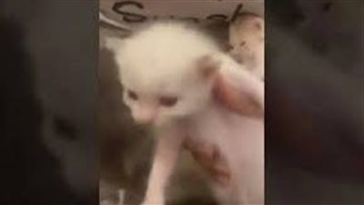 أبرزها خالد كشميري وخضر كراويتة.. قصة أسماء القطط التي تصدرت تريند السوشيال ميديا | فيديوجراف