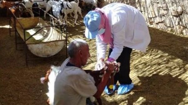 تحصين المواشي بالشرقية