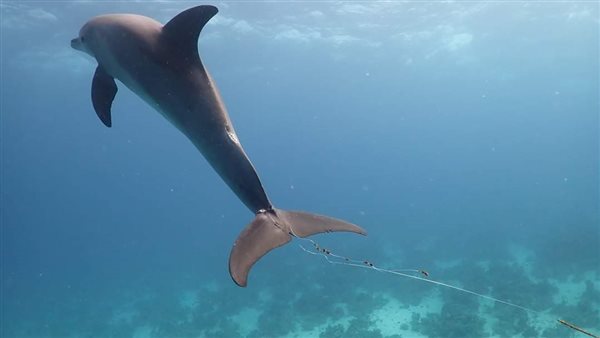 الدولفين المصاب بشباك