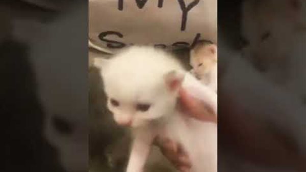 فيديو القطط