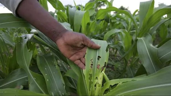 مخاطر دودة الحشد