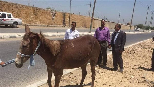 إنقاذ حصان جريح بالمنيا