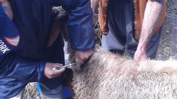 تحصين الماشية فى