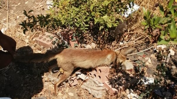 القضاء على الثعالب