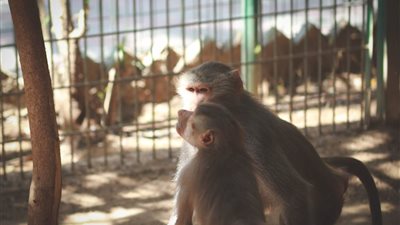 حقيقة غلق حديقة الحيوان بسبب جدري القرود.. مصر لم تستورد قرودًا منذ 2009 