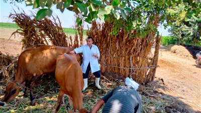 الجيزة: تحصين 43 ألف رأس ماشية ضد الحمى القلاعية والوادي المتصدع