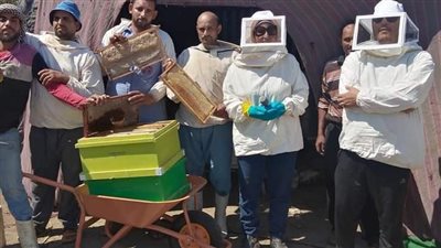 تعرف على تفاصيل انطلاق مبادرة تطوير صناعة نحل العسل في الفيوم: لضخ استثمارات زراعية ضخمة