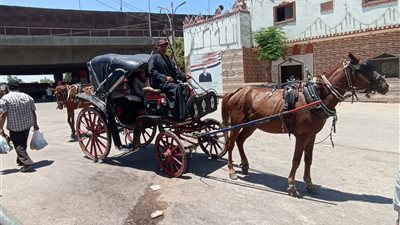 سائقو الحنطور بين الماضي والحاضر.. «الأُسطى باشا» عم حلمي: كنا بنوصل أولاد الباشوات