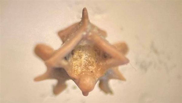 حفرية لكائن فقاري