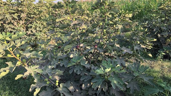 التين البرشومي في