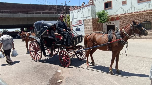 أحد سائقوا الحنطور