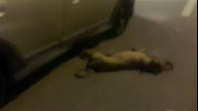 القبض على مرتكب فيديو تقييد كلب بـ حبل وسحبه بالسيارة قيادته بالقاهرة