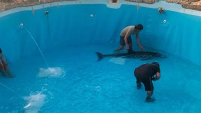 بعد محاولات استمرت 12 ساعة.. نقل دولفين من مياه البحر إلى وحدة علاج مجهزة بالغردقة لإسعافه | صور