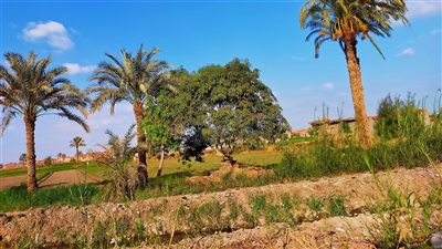 ارتفاع نسبي في درجات الحرارة اليوم بالفيوم.. والعُظمى 37 مئوية