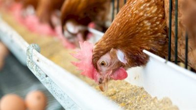 شعبة الدواجن: أسعار الأعلاف ستتراجع 1500 جنيه خلال أيام.. وكيلو الفراخ بـ42