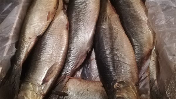 ضبط أسماك مملحة منتهية