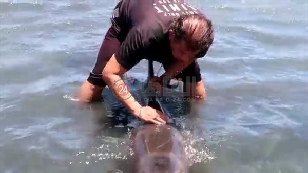  إنقاذ دولفين الغردقة